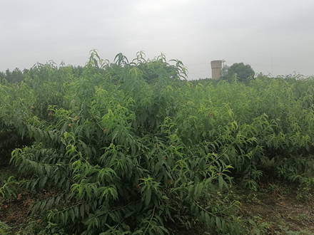 丹陽鎮(zhèn)：甜蜜“桃”產(chǎn)業(yè)，賦能鄉(xiāng)村振興“金”路子